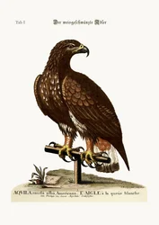 Der Seeadler, 1749-73